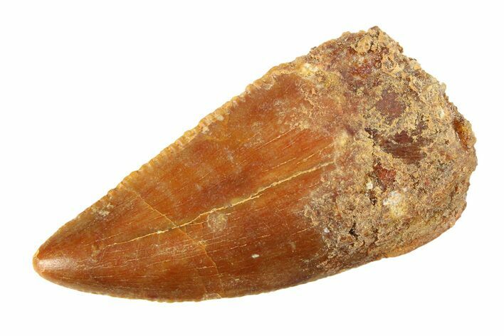Serrated, Raptor Tooth - Real Dinosaur Tooth #295747